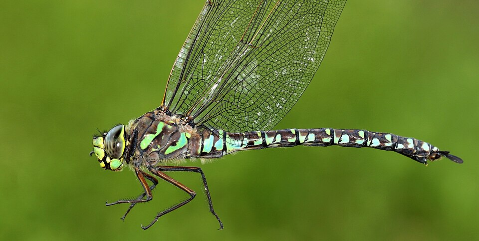Photo of Lake darner