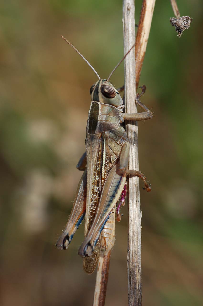 Photo of Lamenting grasshopper