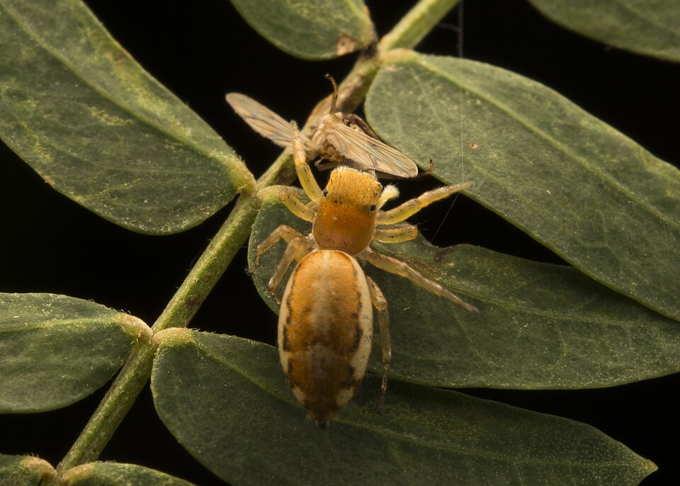 Photo of Lami Beach northern jumping spider