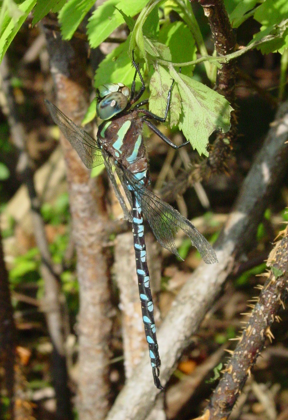 Photo of Lance-tipped darner