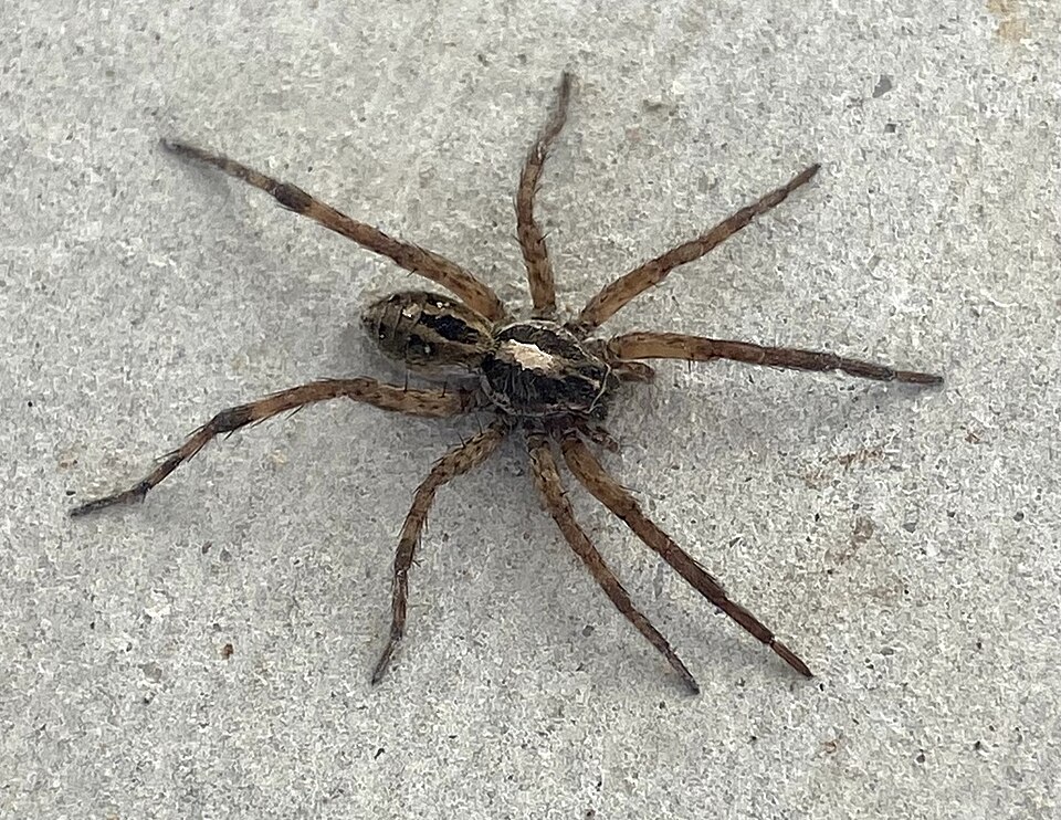 Photo of Lance wolf spider