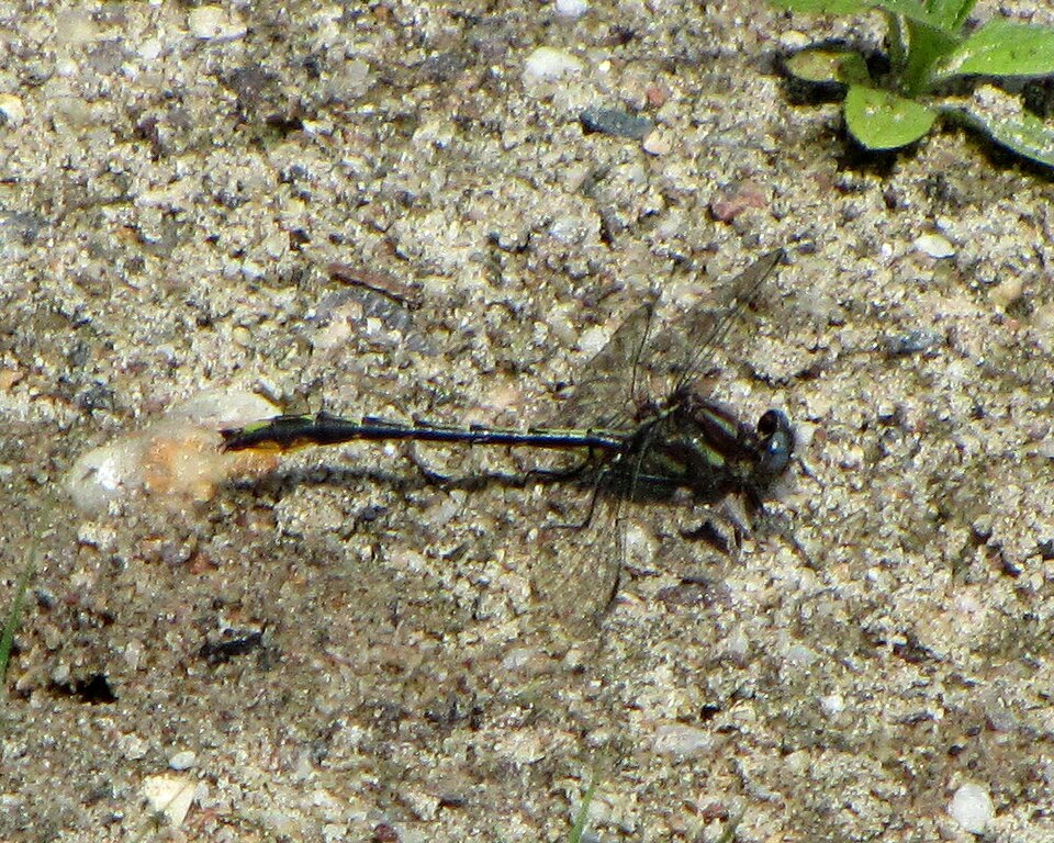 Photo of Lancet clubtail