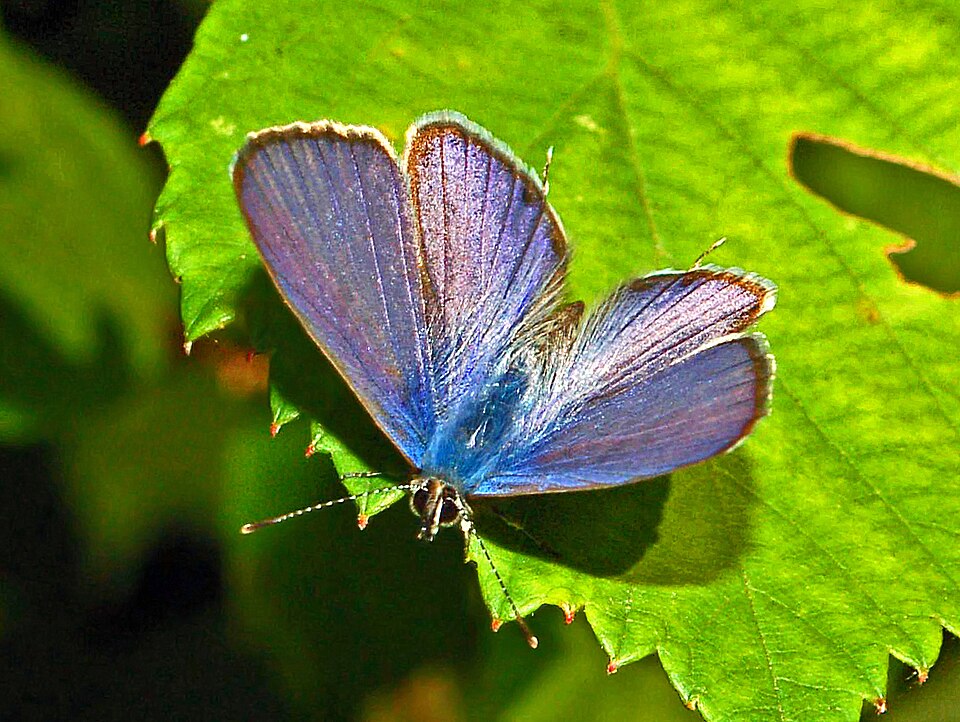 Photo of Lang's short-tailed blue