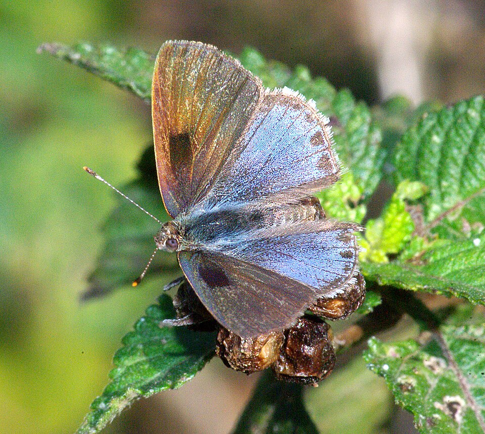 Photo of Lantana scrub-hairstreak