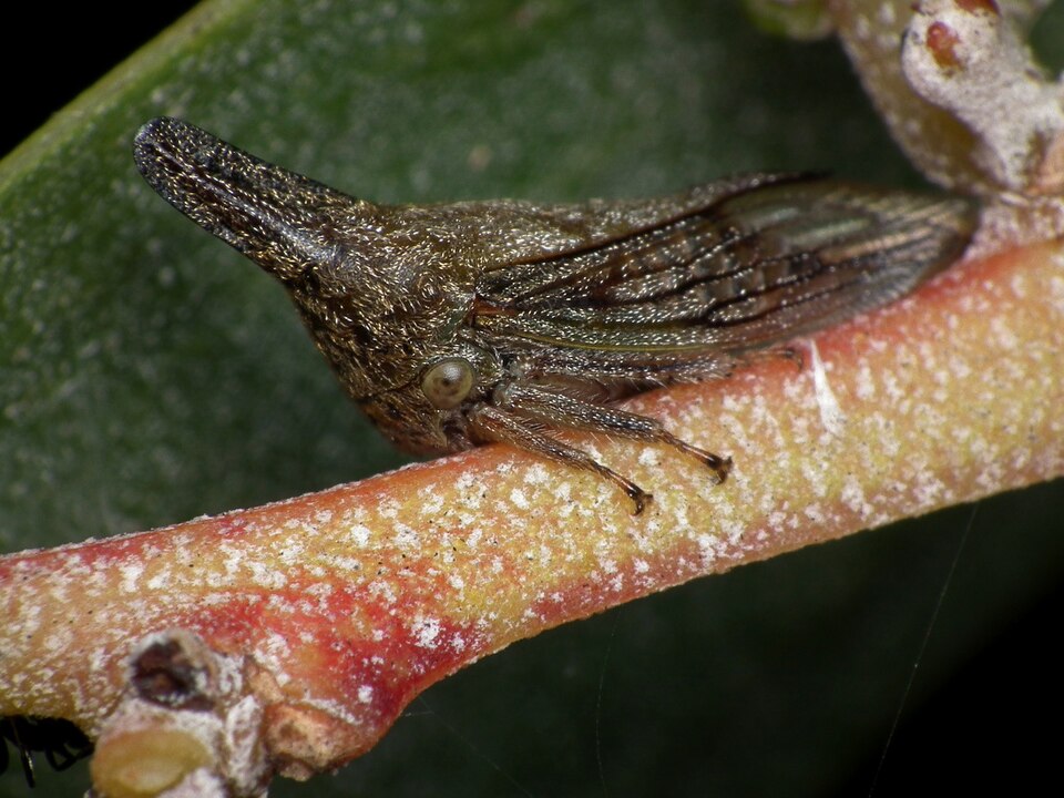 Photo of Lantana treehopper