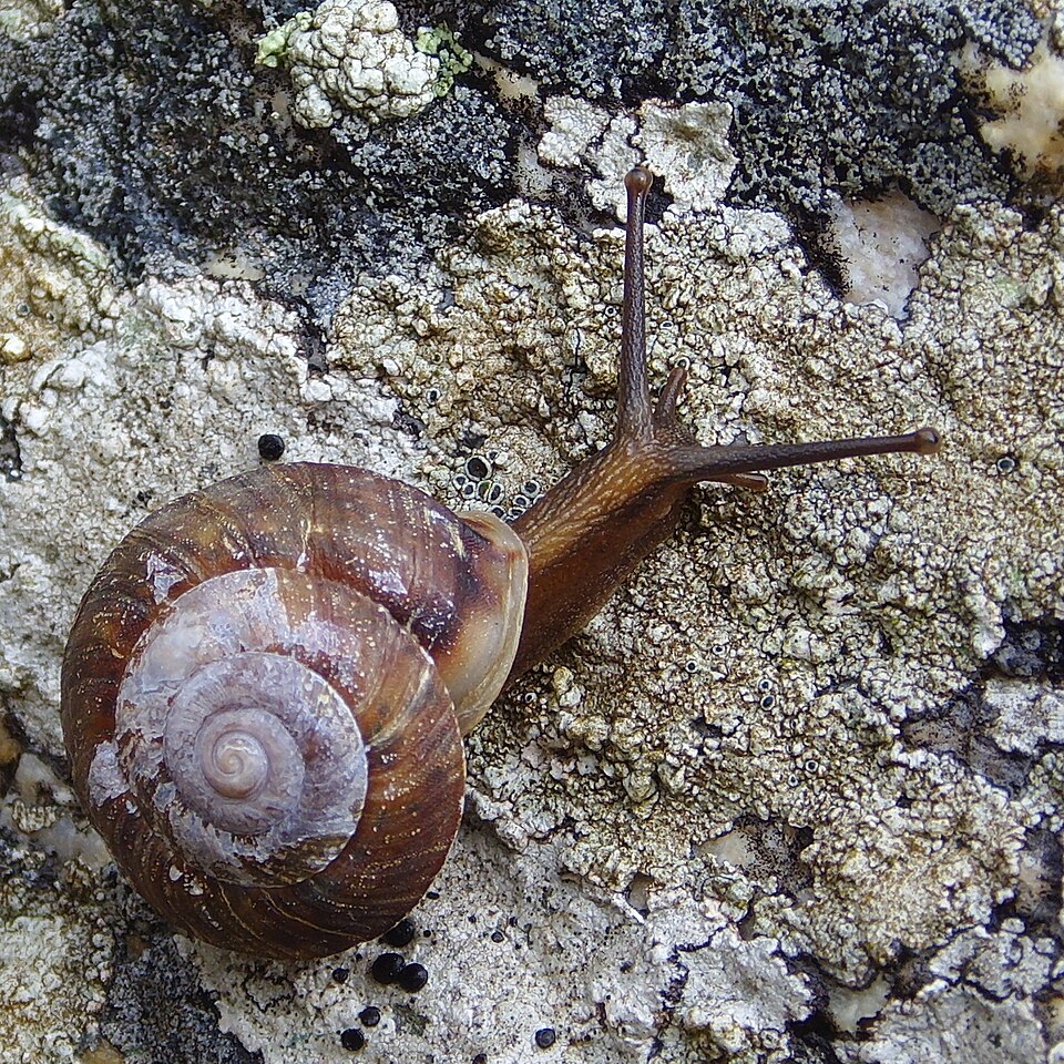 Photo of Lapidary snail
