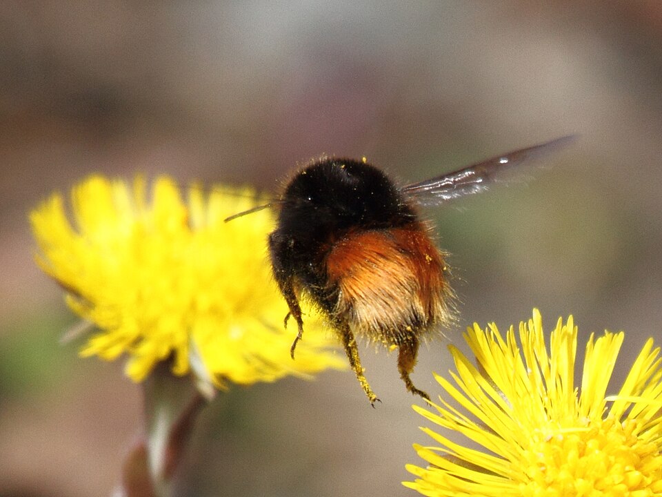Photo of Lapland bumble bee