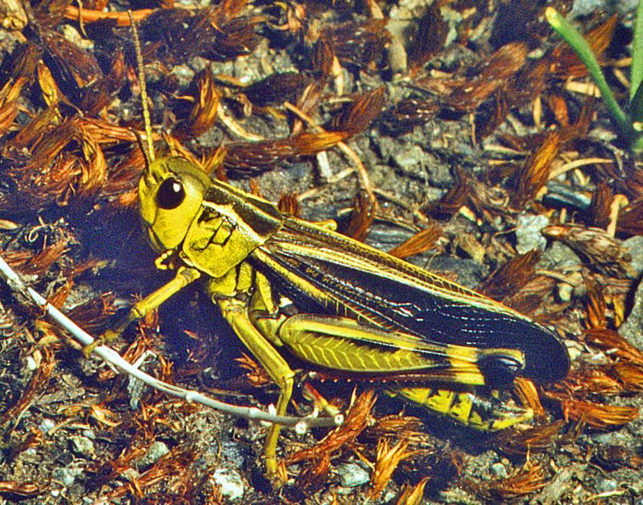 Photo of Large banded grasshopper