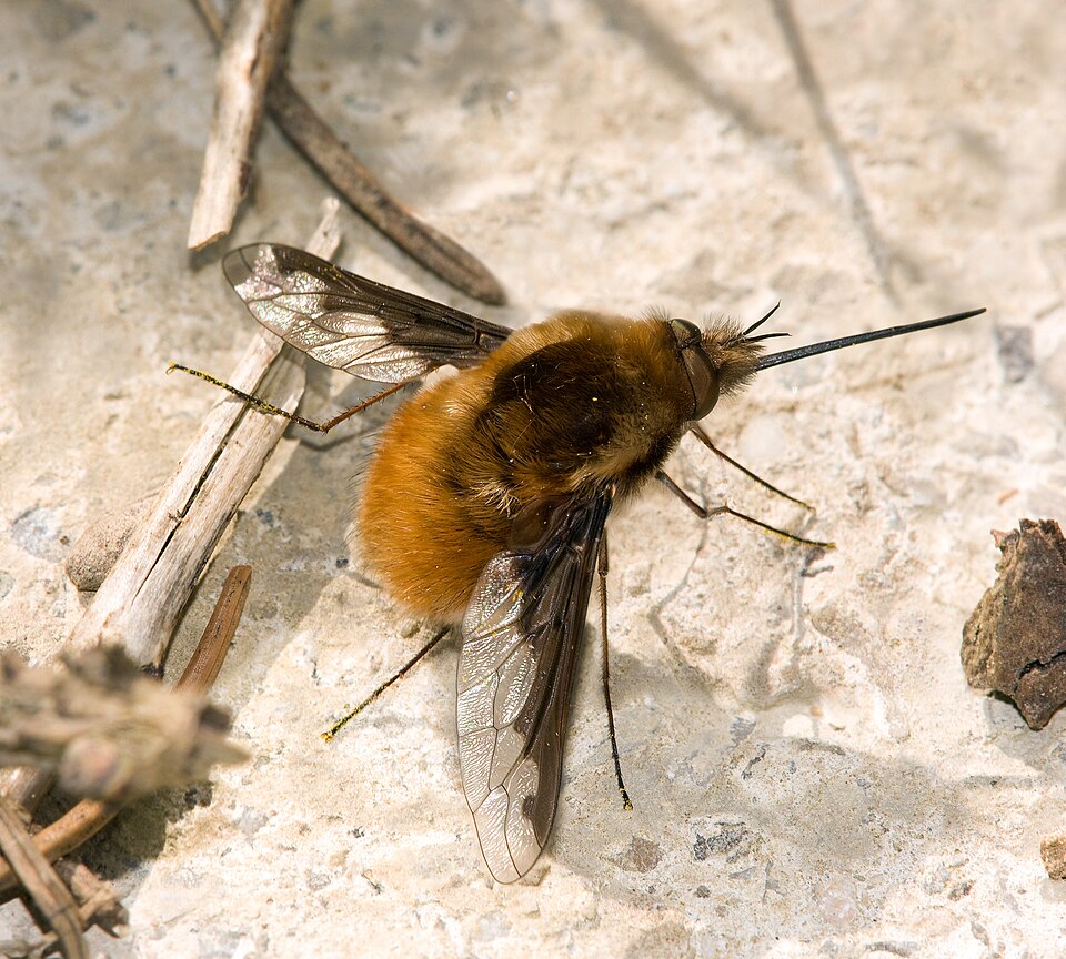 Photo of Large bee-fly
