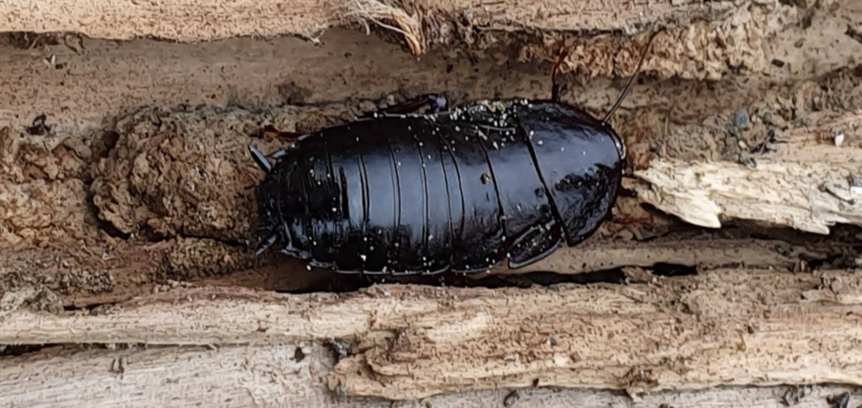 Photo of Large black kekerengu