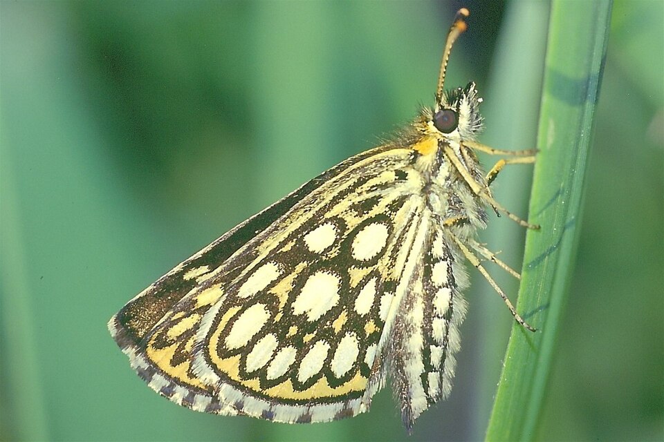 Photo of Large chequered skipper