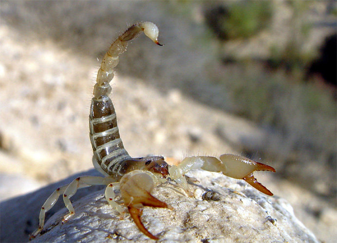 Photo of Large-clawed scorpion