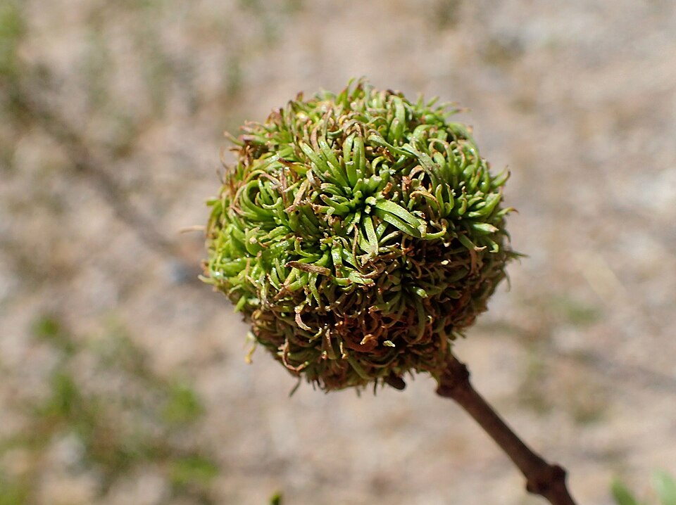 Photo of Large creosote gall midge
