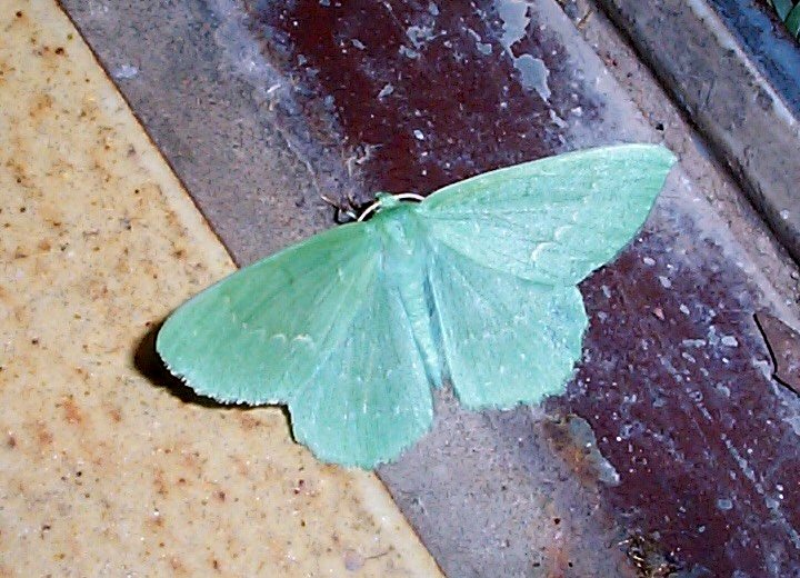 Photo of Hiidvaksik