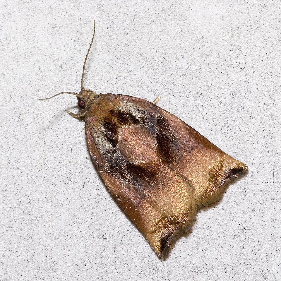 Photo of Large fruit-tree tortrix