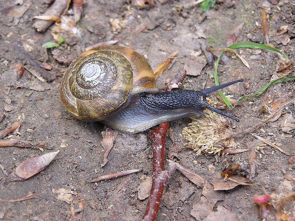 Photo of Large glass snail