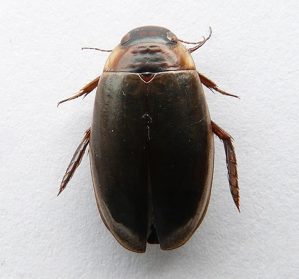 Photo of Large-grooved diving beetle