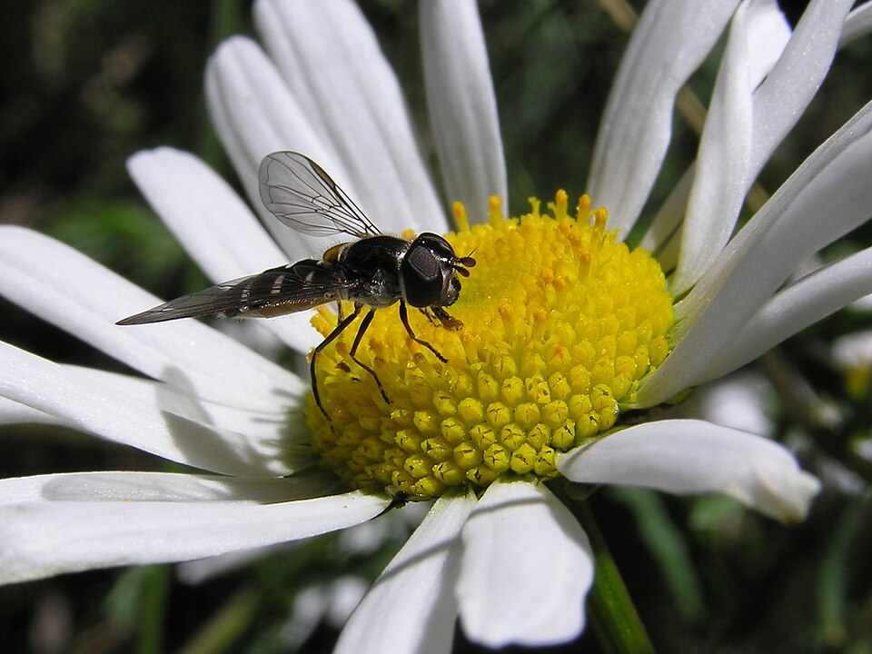 Photo of Large hover fly