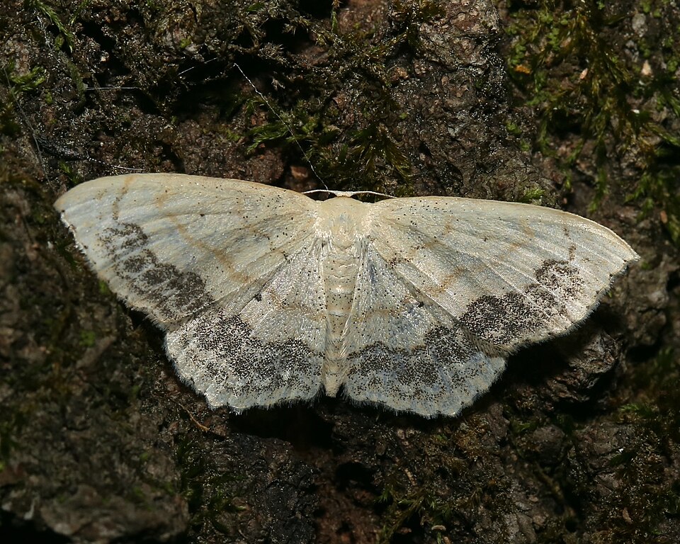 Photo of Large lace-border moth