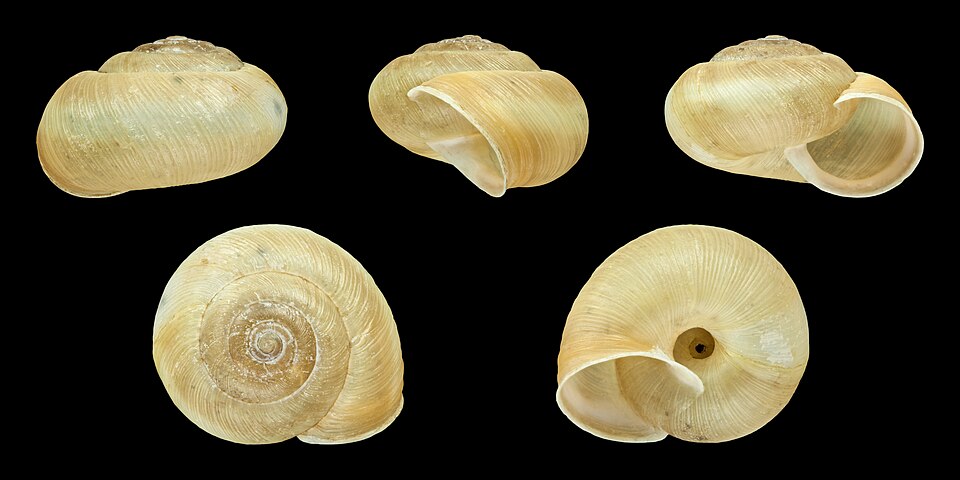 Photo of Large leaf snail