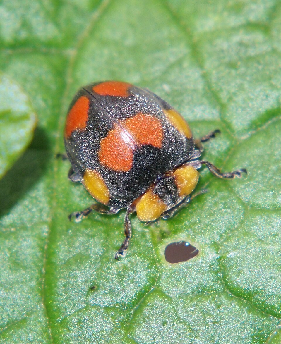 Photo of Large leafeating ladybird
