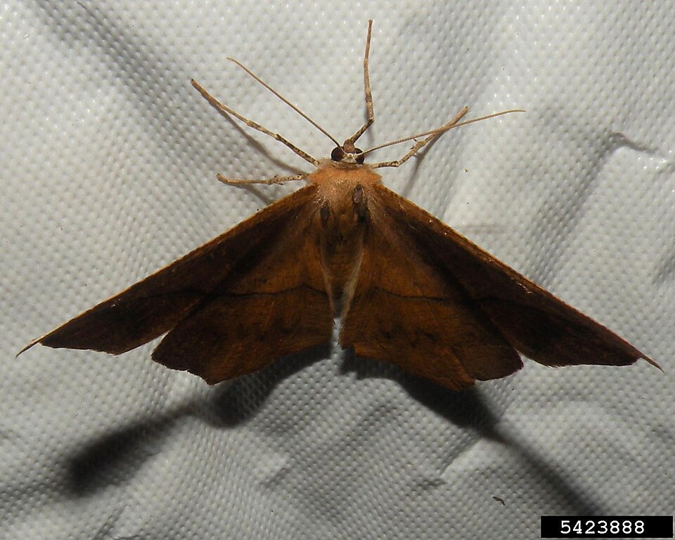 Photo of Large maple spanworm moth