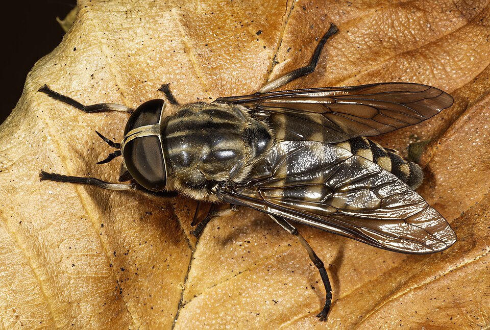 Photo of Large marsh horse fly