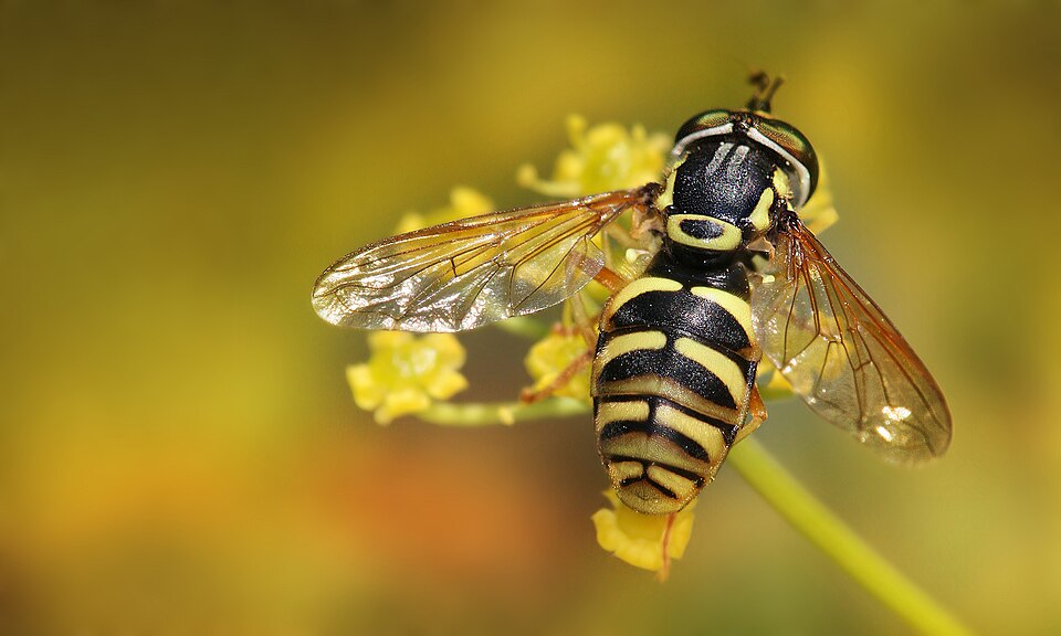 Photo of Large meadow fly