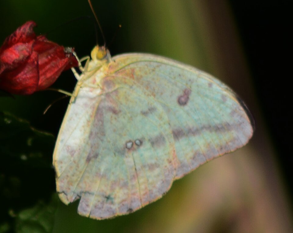 Photo of Large orange sulphur