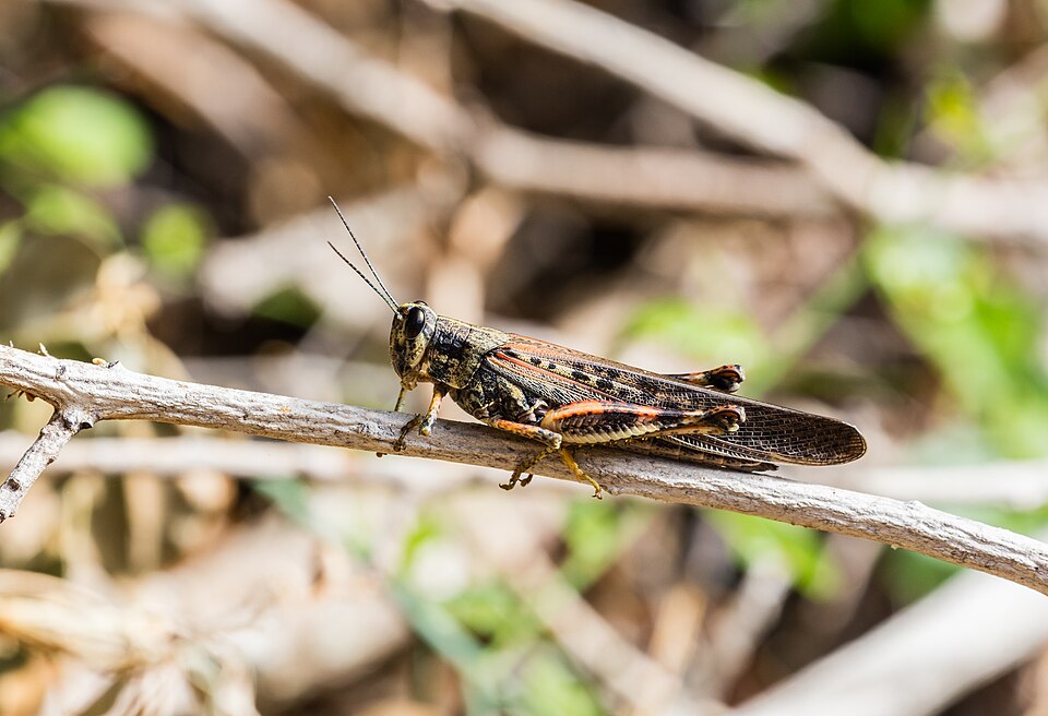 Photo of Large painted locust