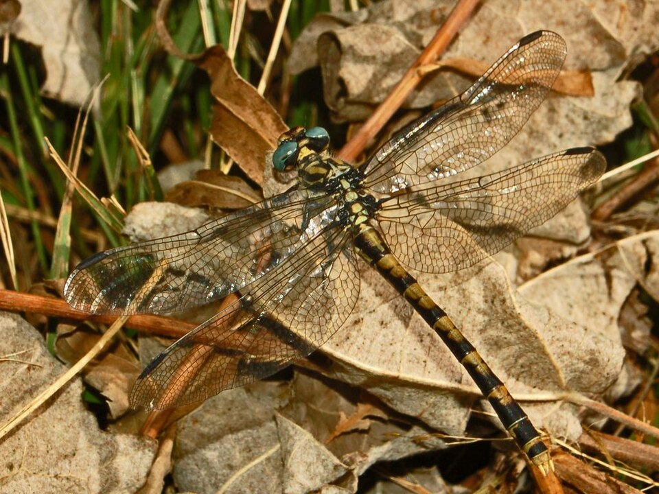 Photo of Large pincertail