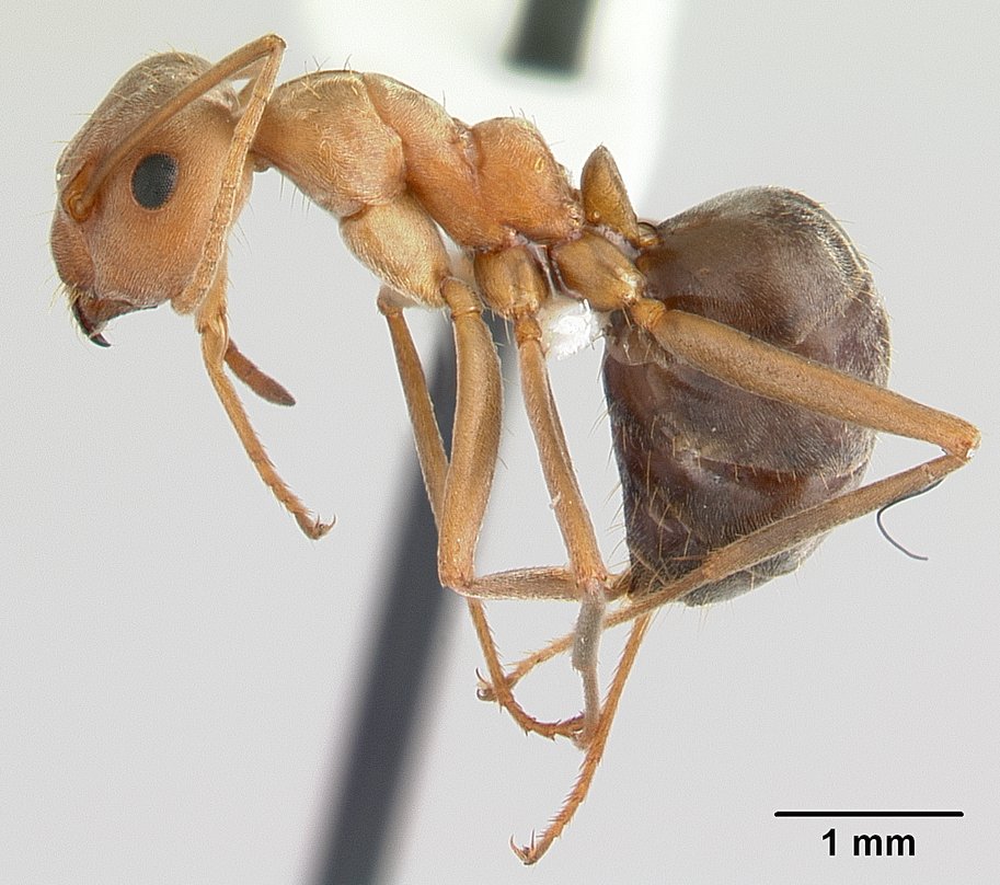 Photo of Large pugnacious ant