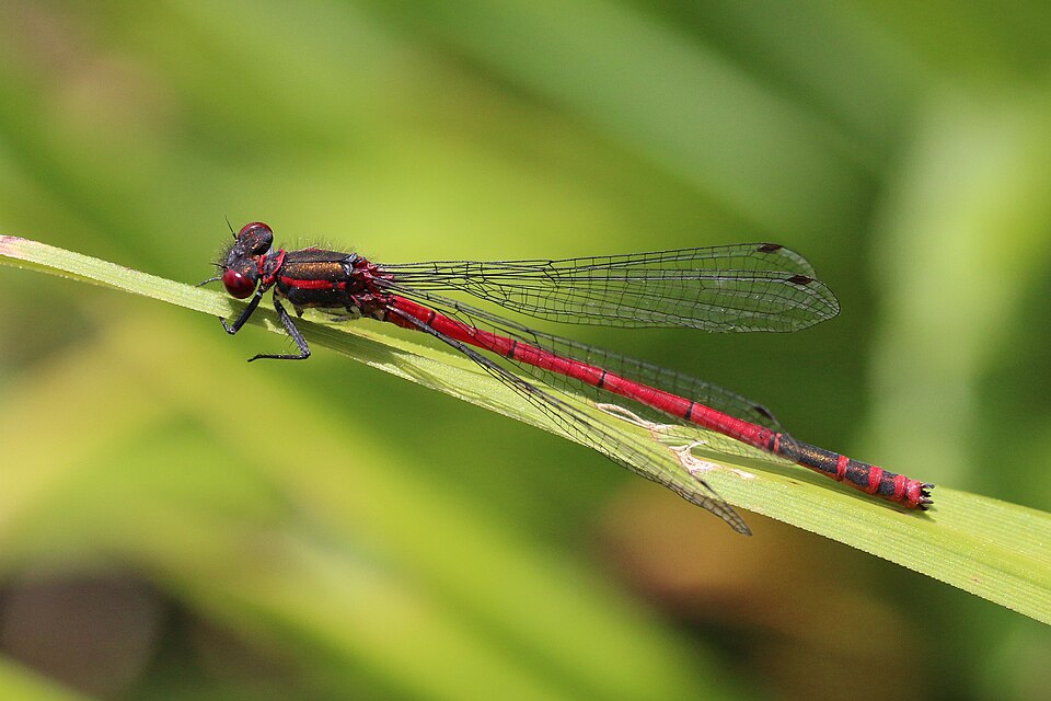Photo of Large red damselfly