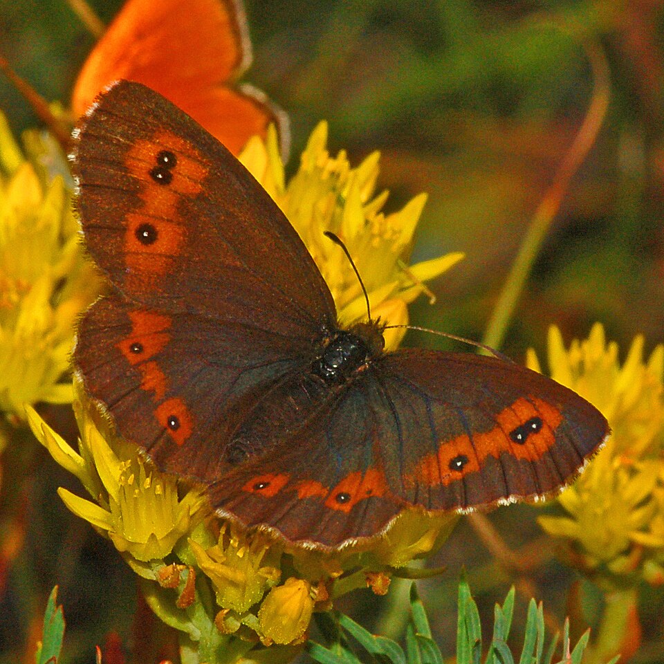 Photo of Large ringlet