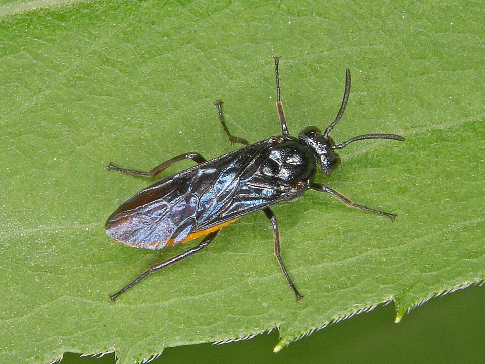 Photo of Large rose sawfly