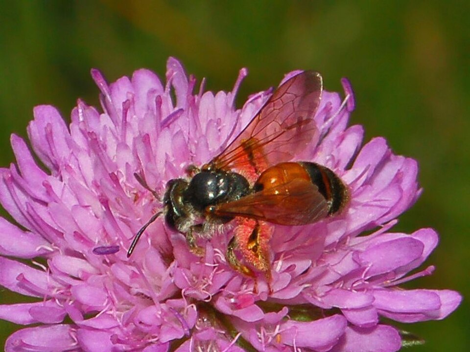 Photo of Large scabious mining bee