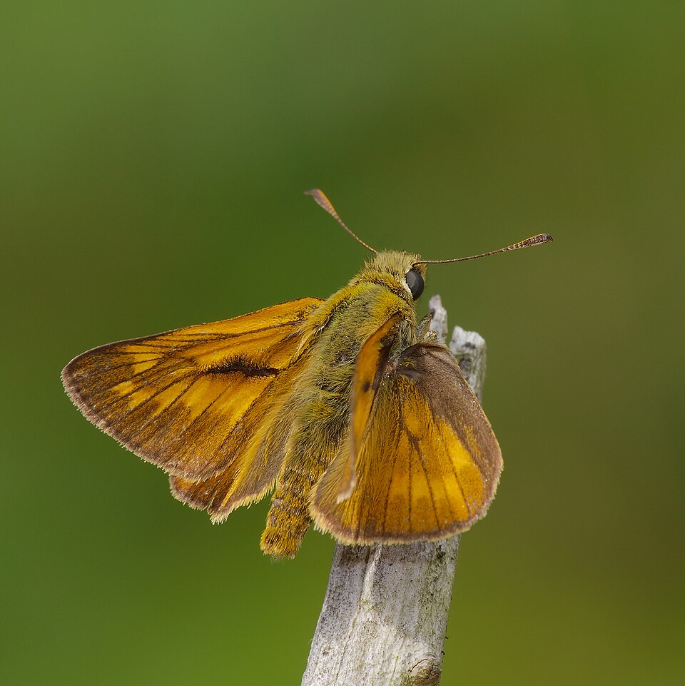 Photo of Niidupunnpea