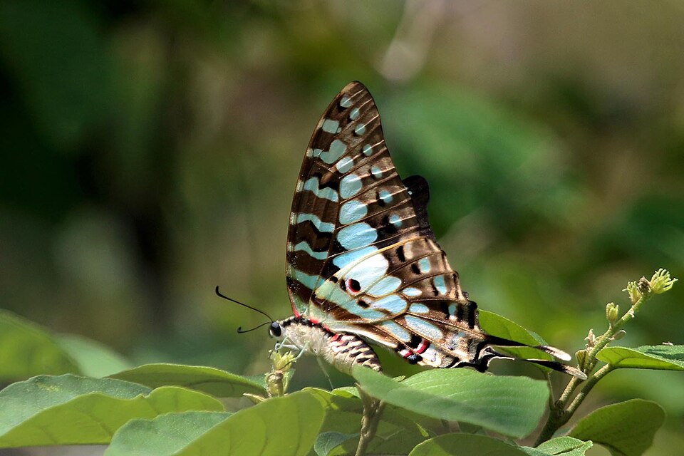 Photo of Large striped swordtail
