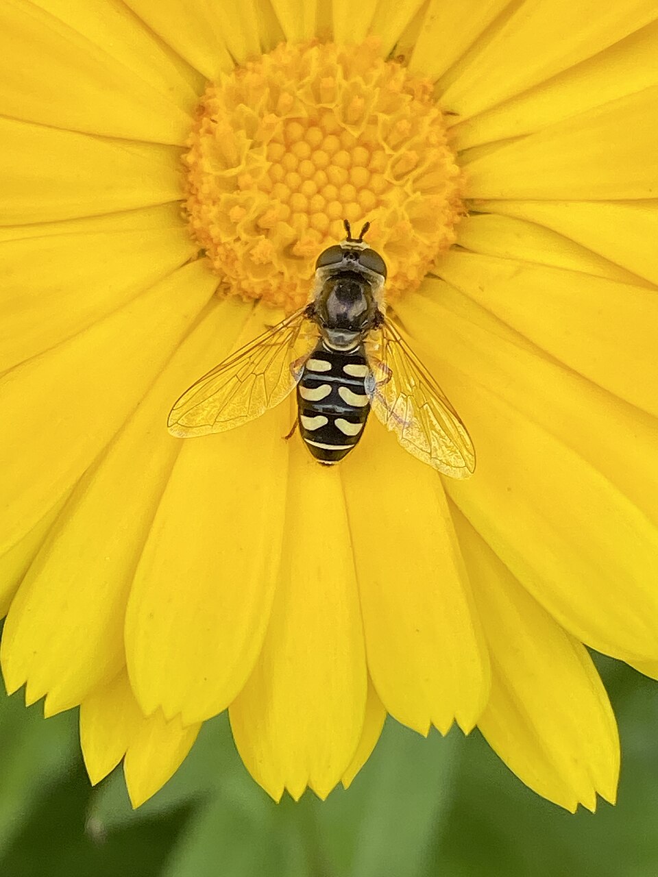 Photo of Large-tailed aphideater