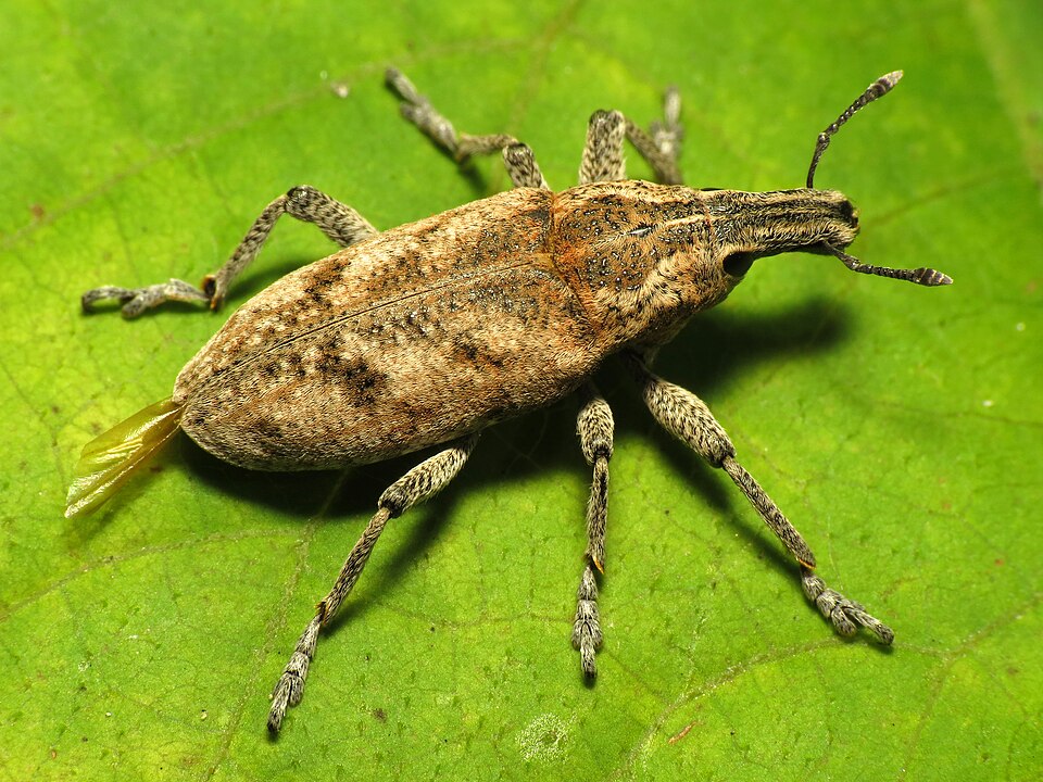 Photo of Large thistle weevil