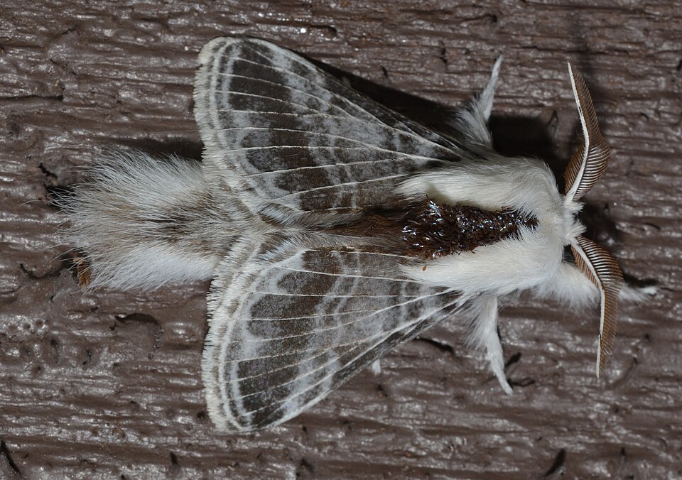 Photo of Large tolype moth