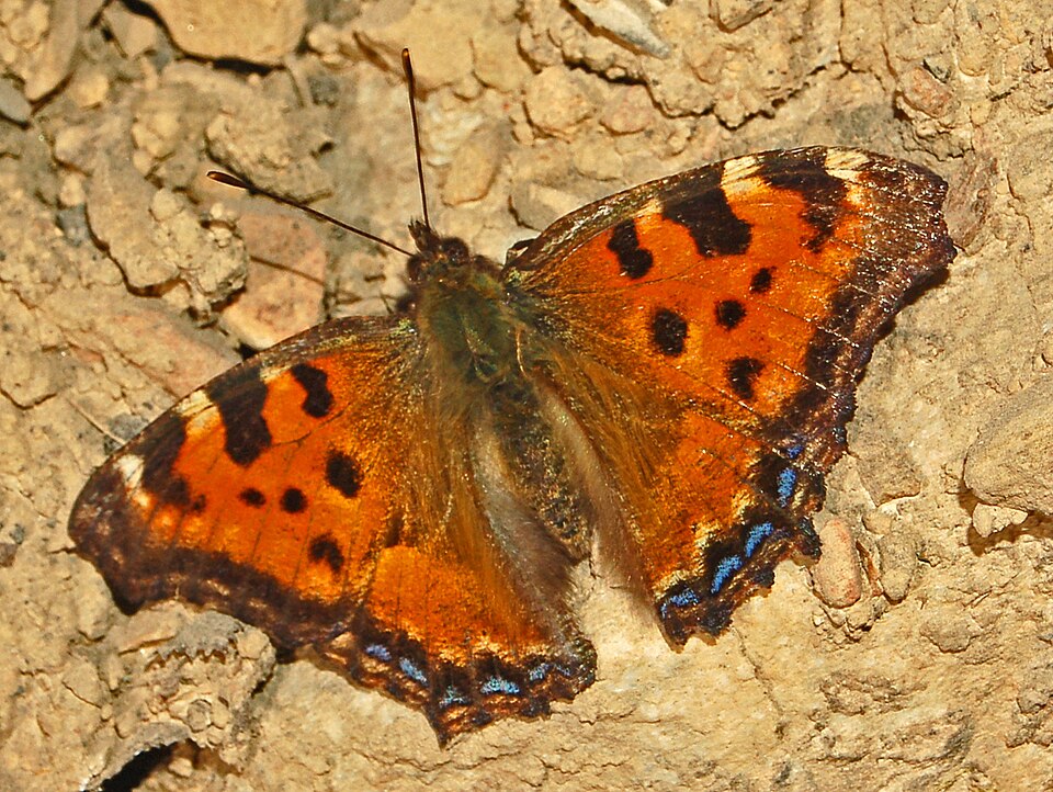 Photo of Large tortoiseshell