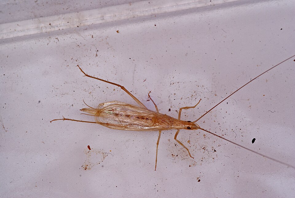 Photo of Large tree-cricket