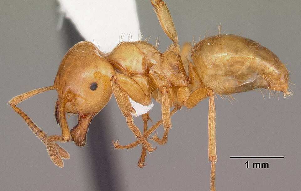 Photo of Larger citronella ant