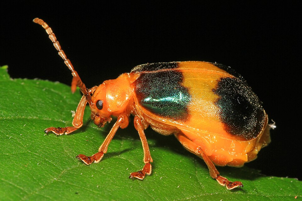 Photo of Larger elm leaf beetle