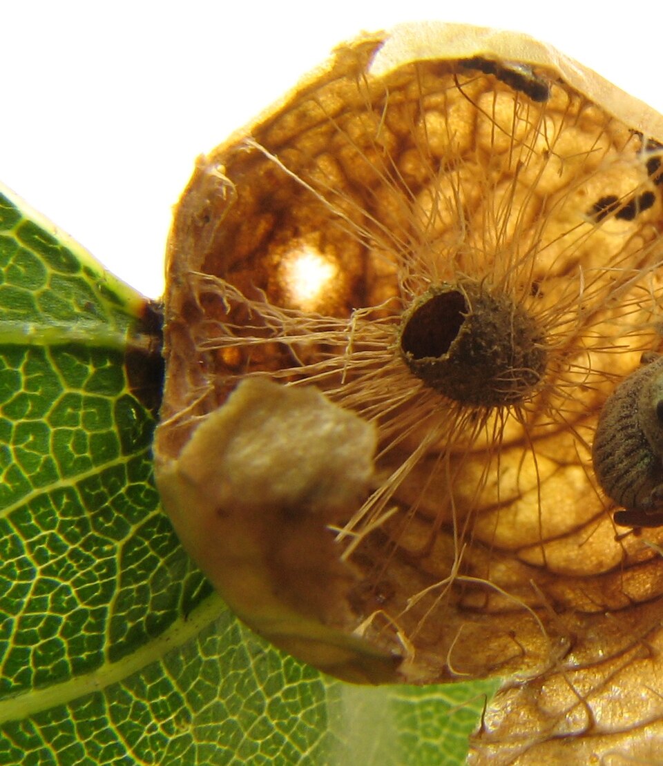Photo of Larger empty oak apple wasp