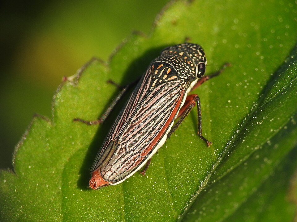 Photo of Lateral-lined sharpshooter