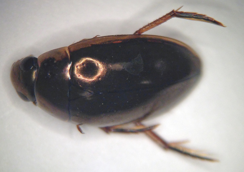 Photo of Lateral-lined water beetle