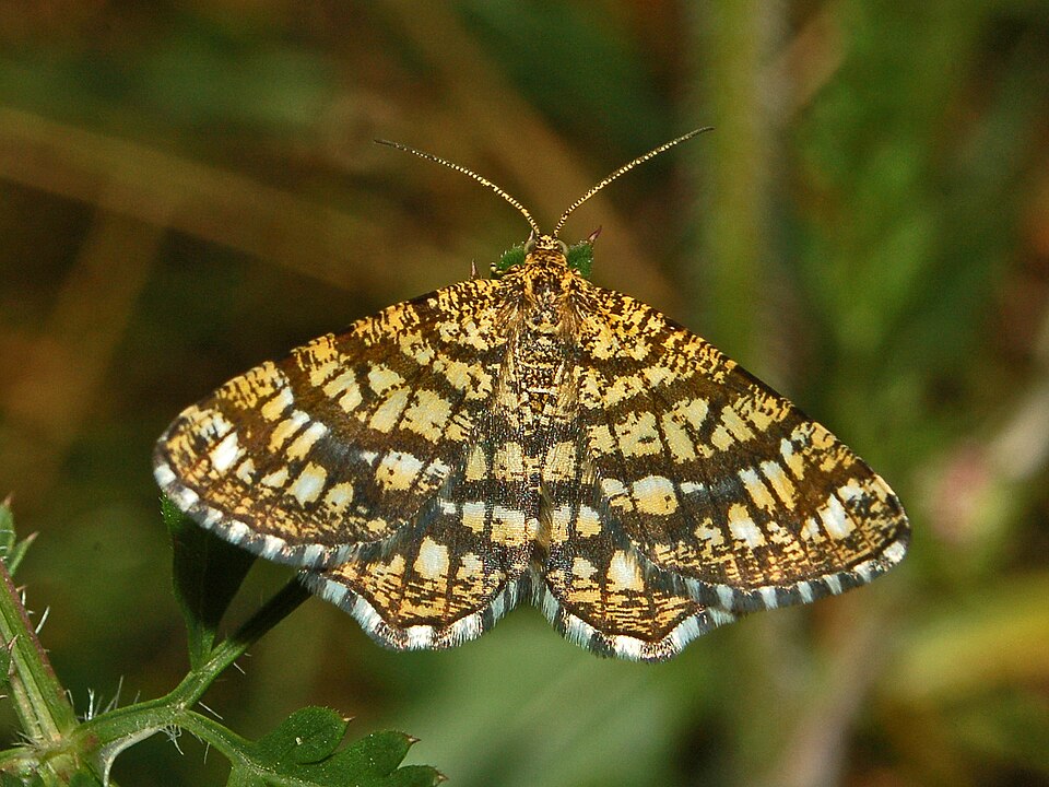 Photo of Latticed heath
