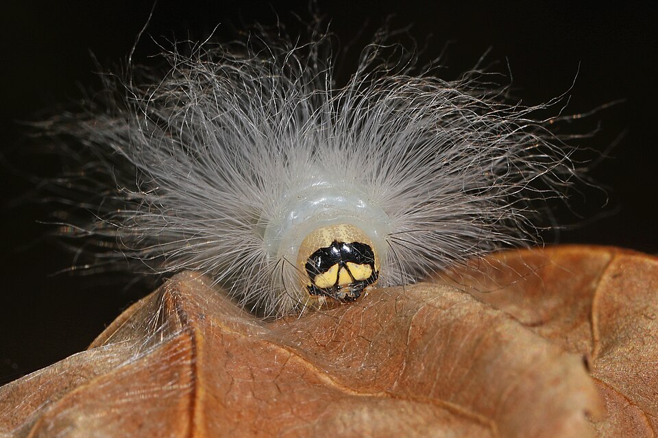 Photo of Laugher moth